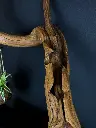 Balance (4).webp