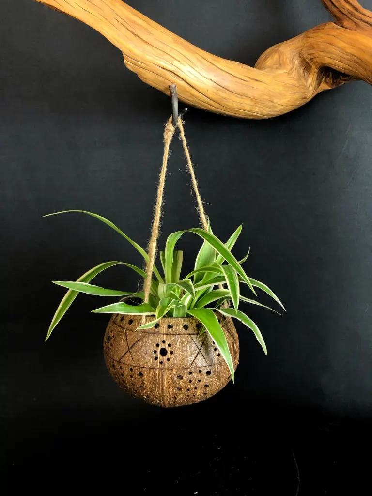 Balance (2).webp