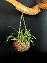 Balance (2).webp